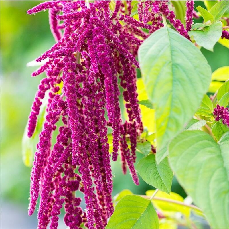 RAUSCH Amaranth Spliss Repair Cream